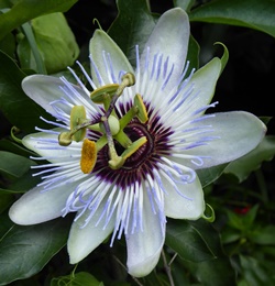 Clear Sky Passion Flower, Passion Vine, Passiflora 'Clear Sky', P. caerulea 'Clear Sky'